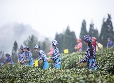 茶文化·茶风情·茶乡游 --南江第二届云顶茶文化旅游节 -四川旅游网